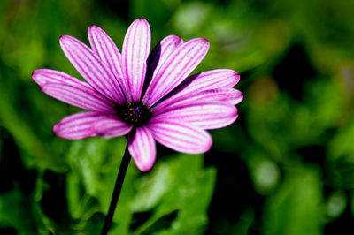 Close-up of pink flower