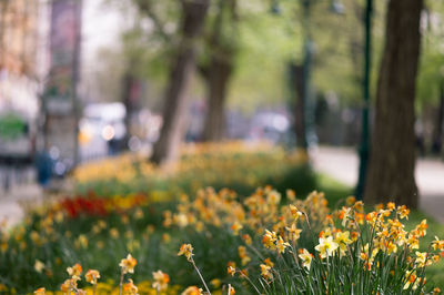 Close-up of yellow flowers