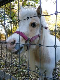 Close-up of horse in cage