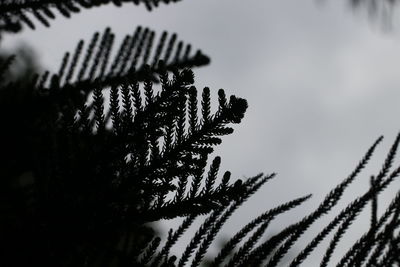 Low angle view of silhouette tree against sky