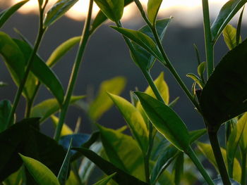 green