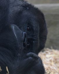 Close-up portrait of monkey