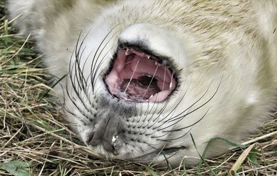 Close-up of horse sleeping in grass