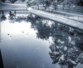 Reflection of trees in water