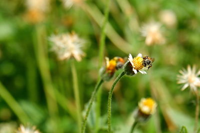 Close-up of insect on flower