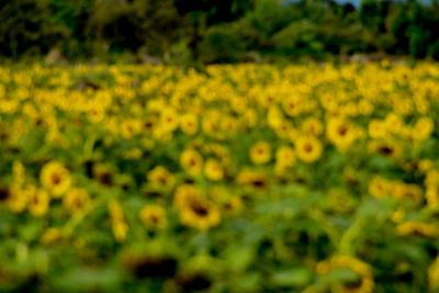 Close-up of yellow flowers growing in field