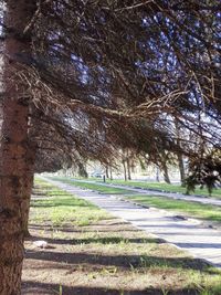 Scenic view of grassy field