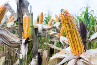 Close-up of corns on field