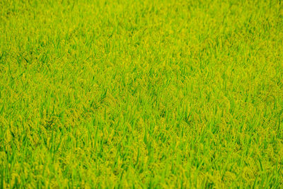 Full frame shot of rice field