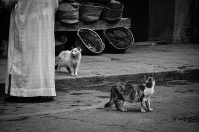 Dog sitting on floor