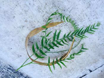 High angle view of leaf on snow