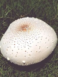 Close-up of mushroom in field