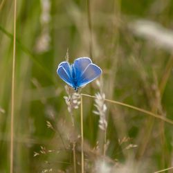 Close-up of butterfly on flower