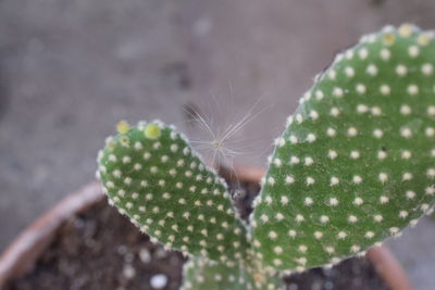 Close-up of prickly pear cactus