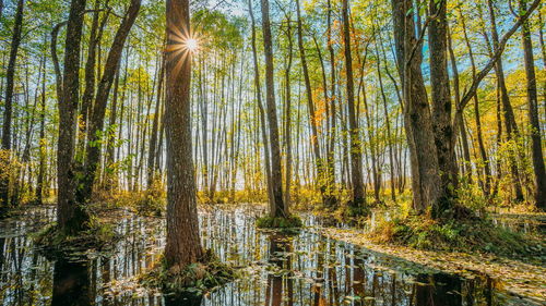 Trees in forest