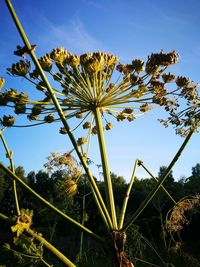 Low angle view of flowering plant against blue sky