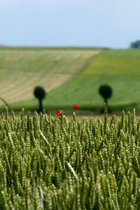 Plants growing on field