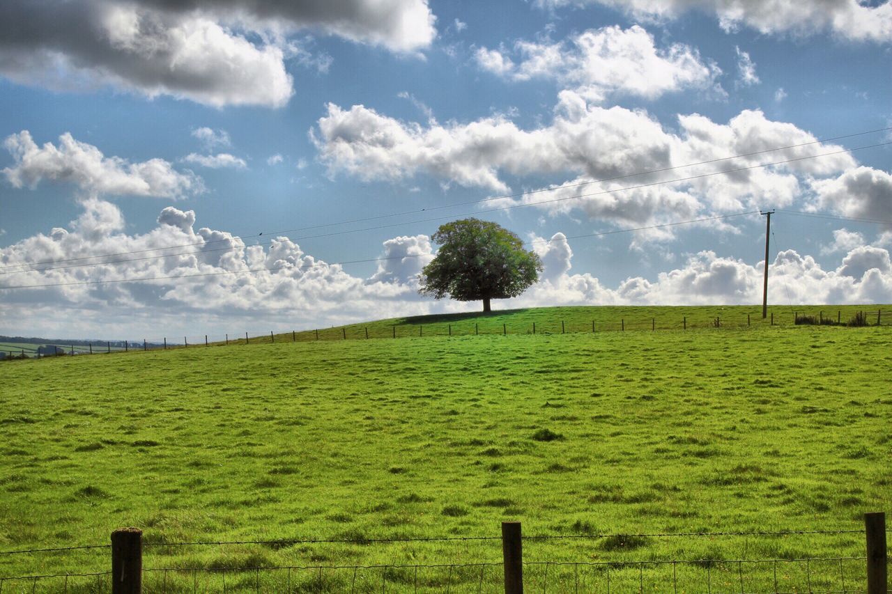 SCENIC VIEW OF GRASSY FIELD AGAINST SKY