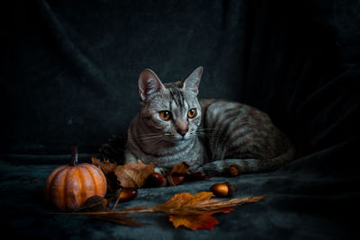 Portrait of cat lying on bed