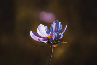 Close-up of purple flowering plant