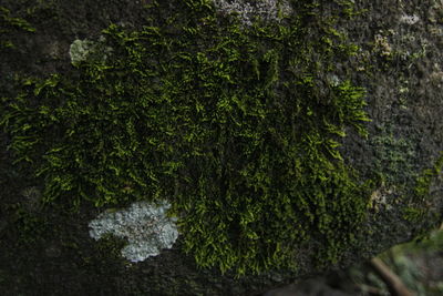 Close-up of lichen on moss