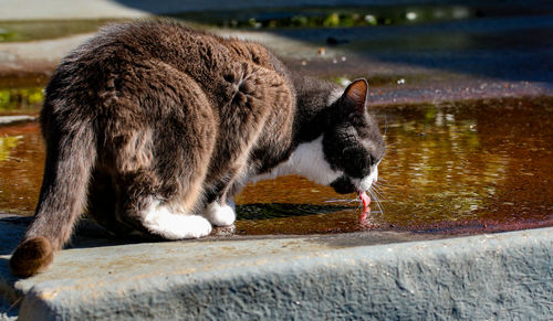 Cat in water