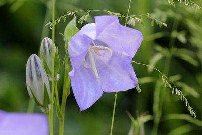 Close-up of purple flowering plant