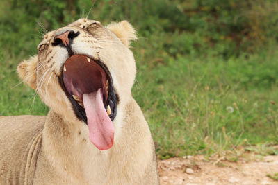 Close-up of an animal on land