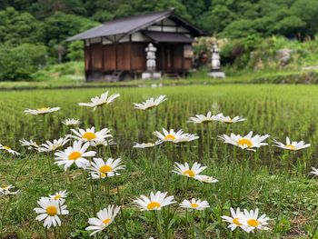 Close-up of white daisy flowers on field
