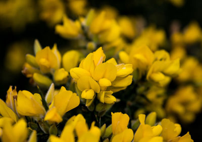 Close-up of yellow flowering plant in field