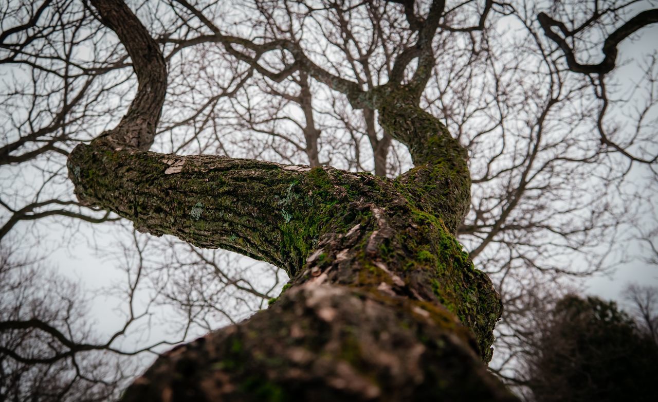 LOW ANGLE VIEW OF BARE TREE TRUNK