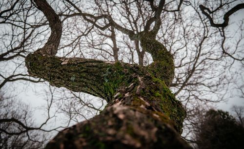 Low angle view of bare tree against sky