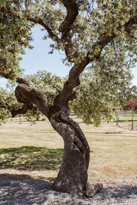 Tree in park