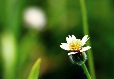 Close-up of white flowering plant