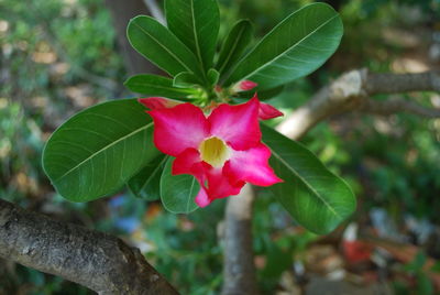 Close-up of pink flowering plant