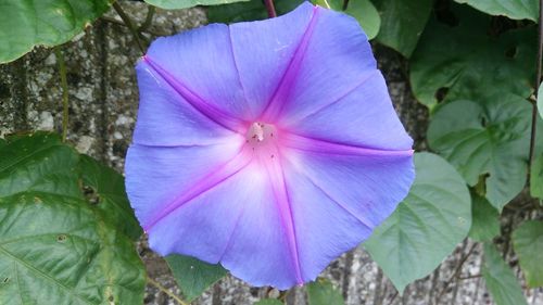 Close-up of purple flower blooming outdoors