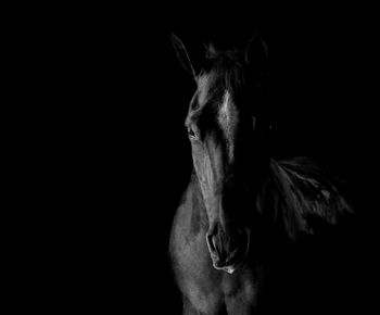 Close-up of a horse against black background