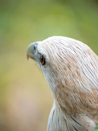 Close-up of a bird looking away