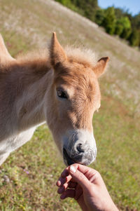 Close-up of human hand touching horse