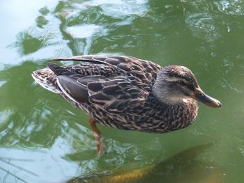 Duck swimming in a lake