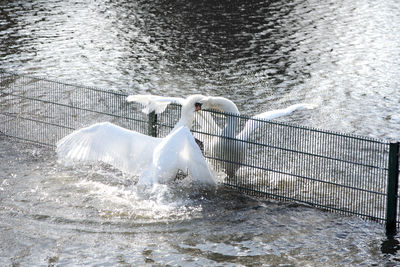 Swan swimming in lake