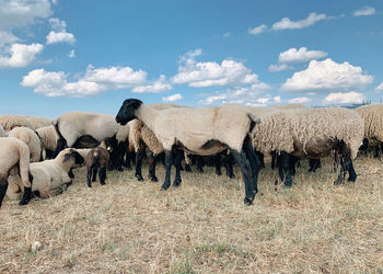 View of sheep on field against sky