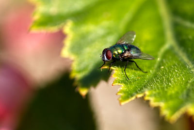 Close-up of fly on leaf