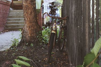 Plant growing on tree trunk