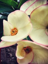 Close-up of flower blooming outdoors