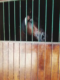 Portrait of dog in cage