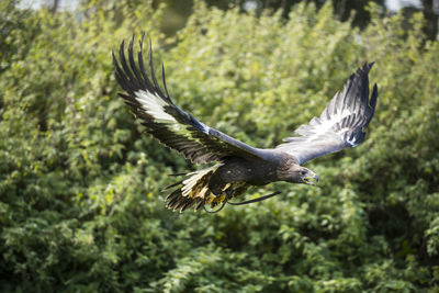 Close-up of eagle flying