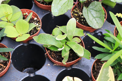 High angle view of potted plants