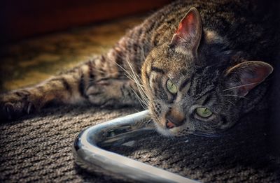 Close-up of a cat looking away