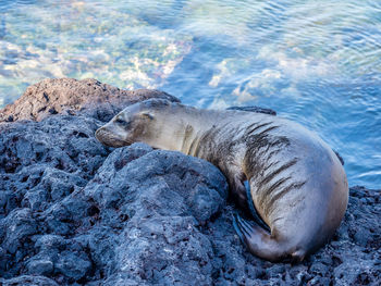 High angle view of animal on rock